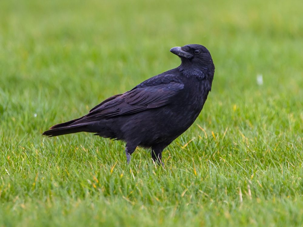 La sorprendente intelligenza dei corvi