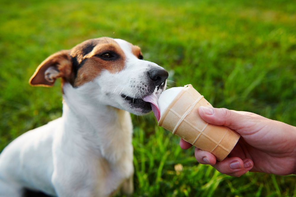 I gelati per cani