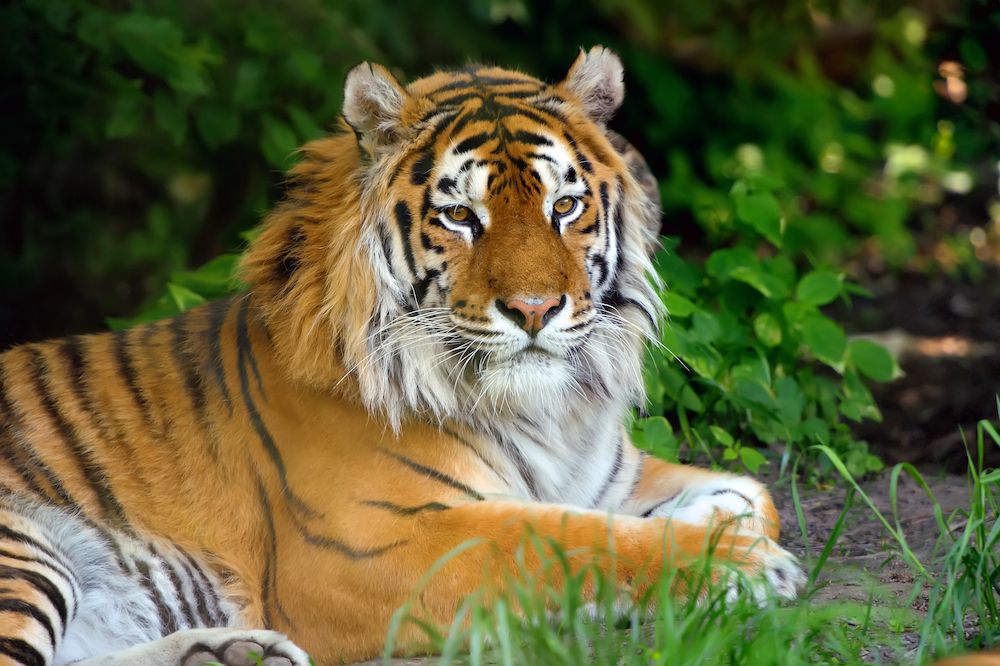 Le tigri rischiano l’estinzione?
