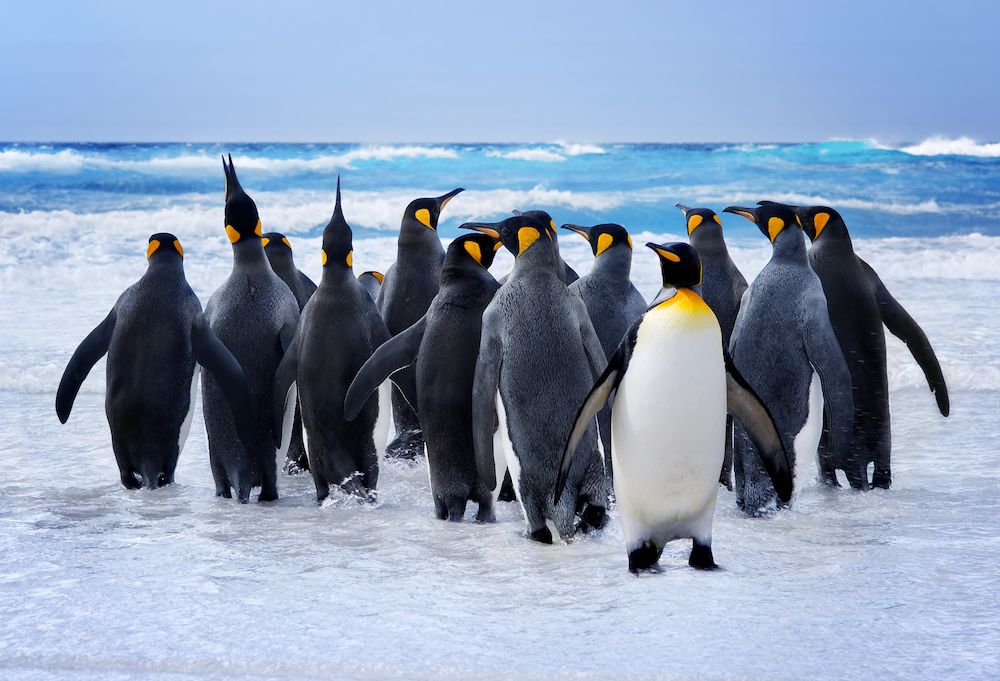 Qualche curiosità sui pinguini